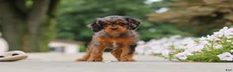 Cavapoo dogs for sale: Indy - Ad 14
