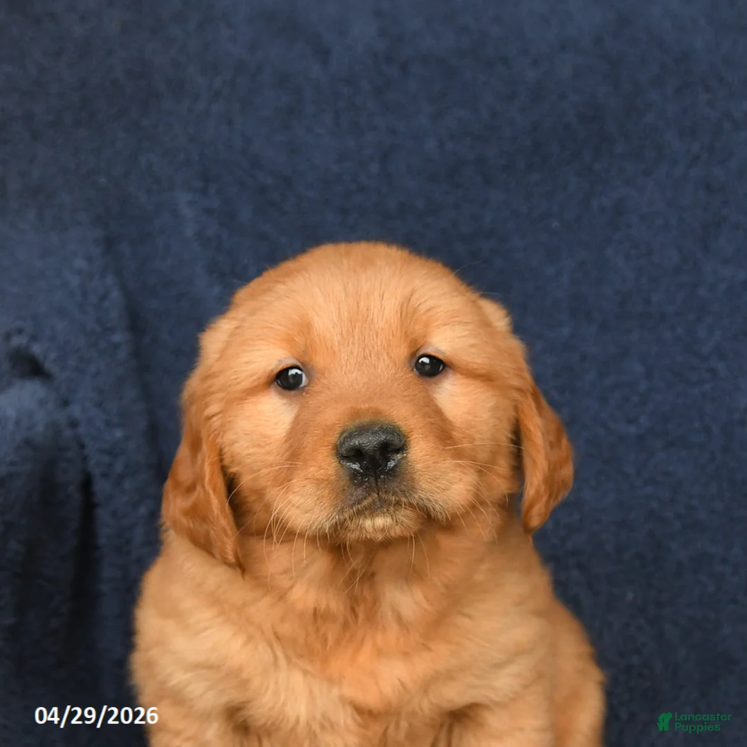 Golden Retriever dogs for sale: Molly - Ad 3