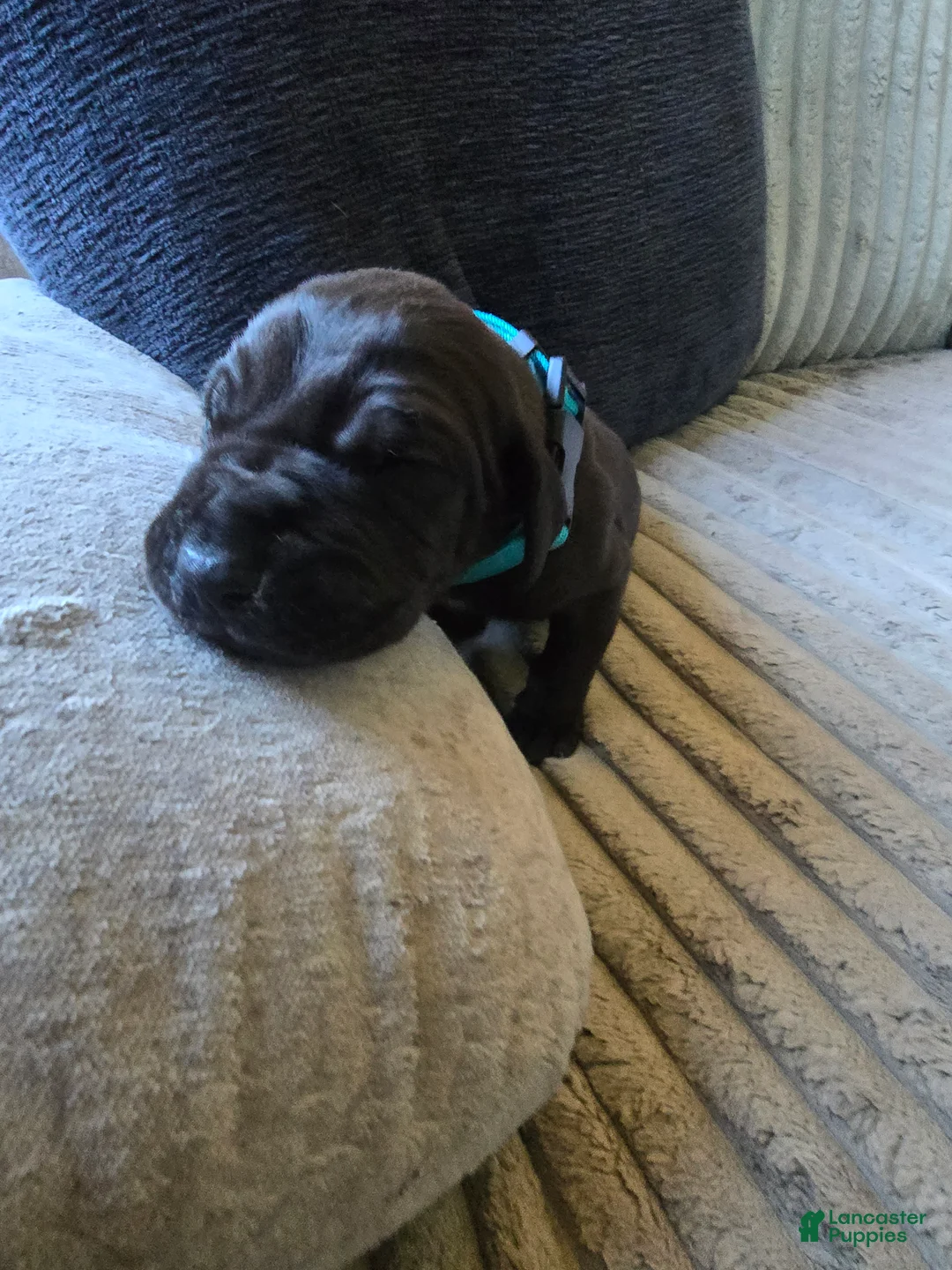 Mixed Breed dogs for sale: Blue - Ad 2