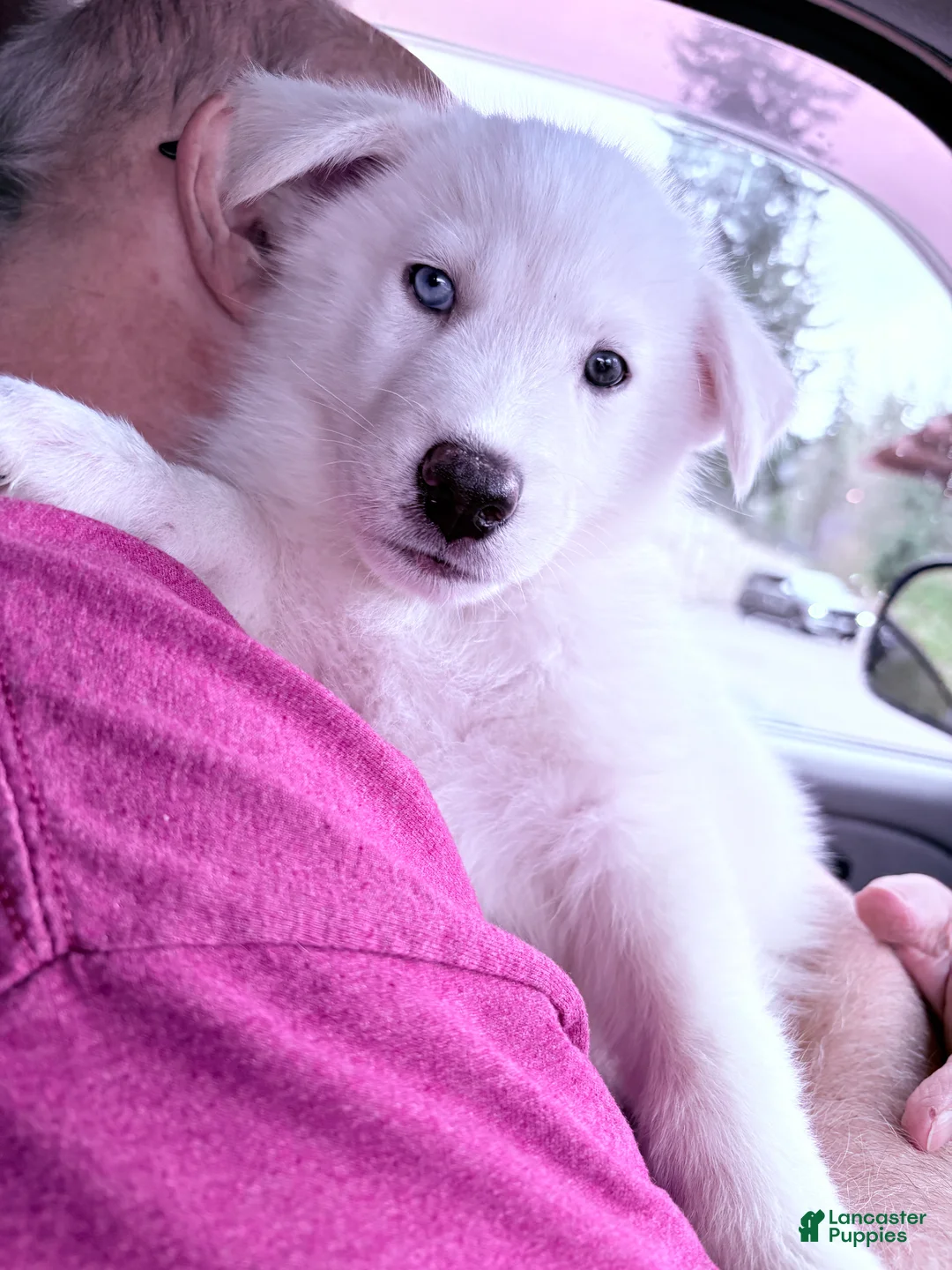 Siberian Husky dogs for sale: Siberian Husky Puppy 1 - Ad 1