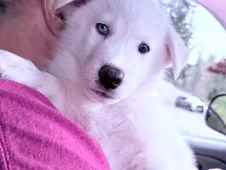 Siberian Husky dogs Siberian Husky Puppy 1 - Ad 3