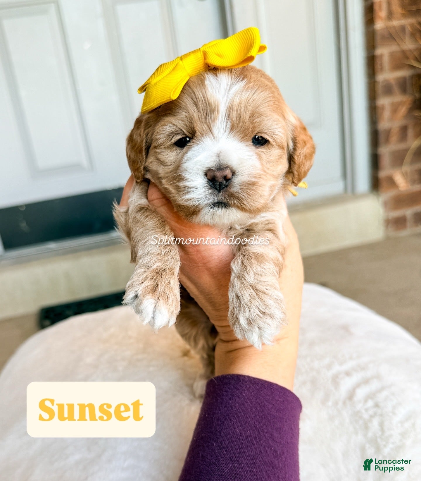 Mixed Breed dogs Sunset - Ad 4