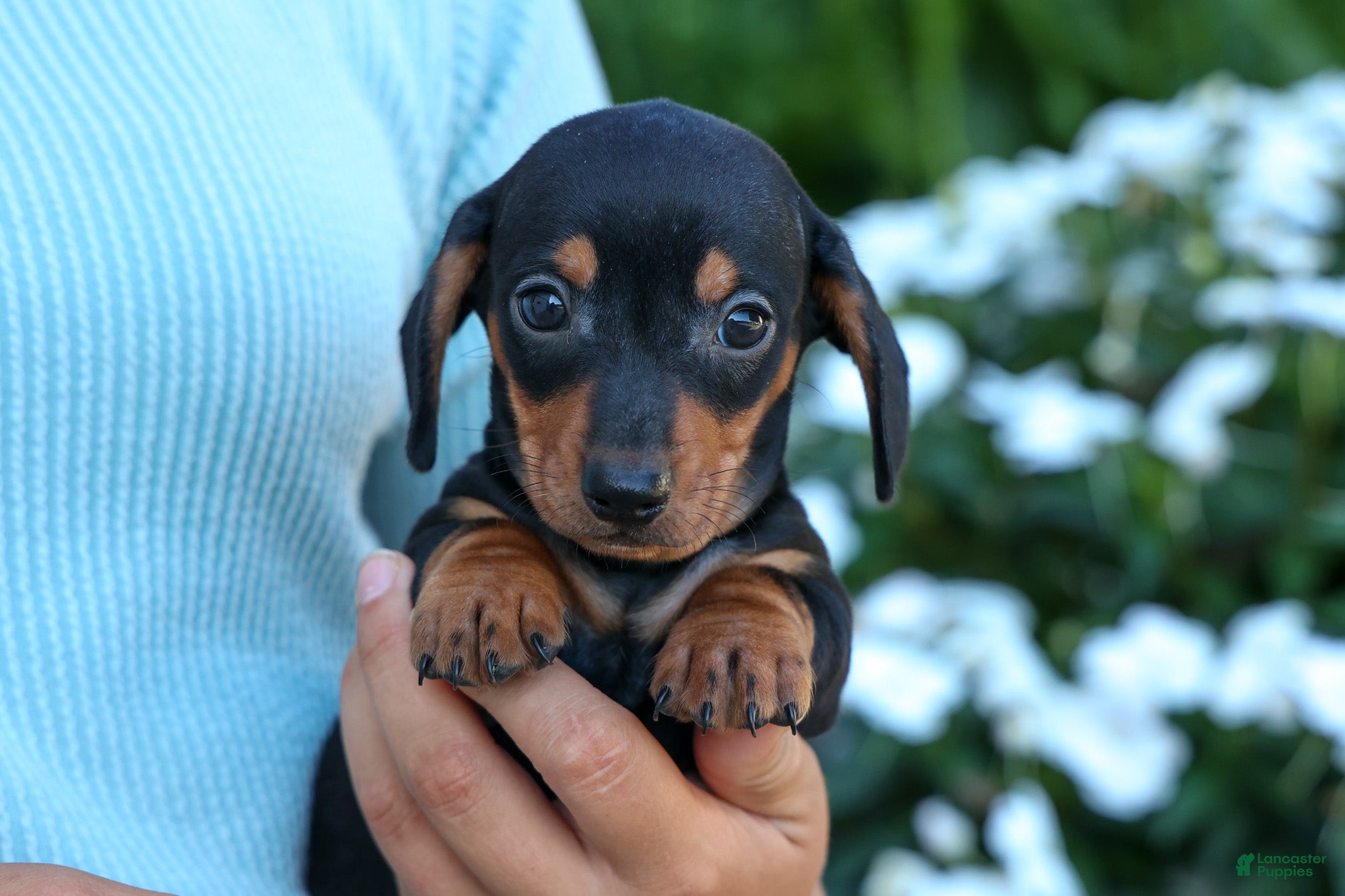 Miniature Dachshund dogs  Zack🐶 - Ad 2