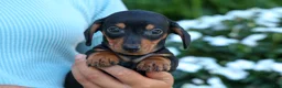 Miniature Dachshund dogs for sale:  Zack🐶 - Ad 2