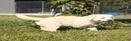 Golden Retriever dogs for sale: Golden Retriever 2 - Ad 2