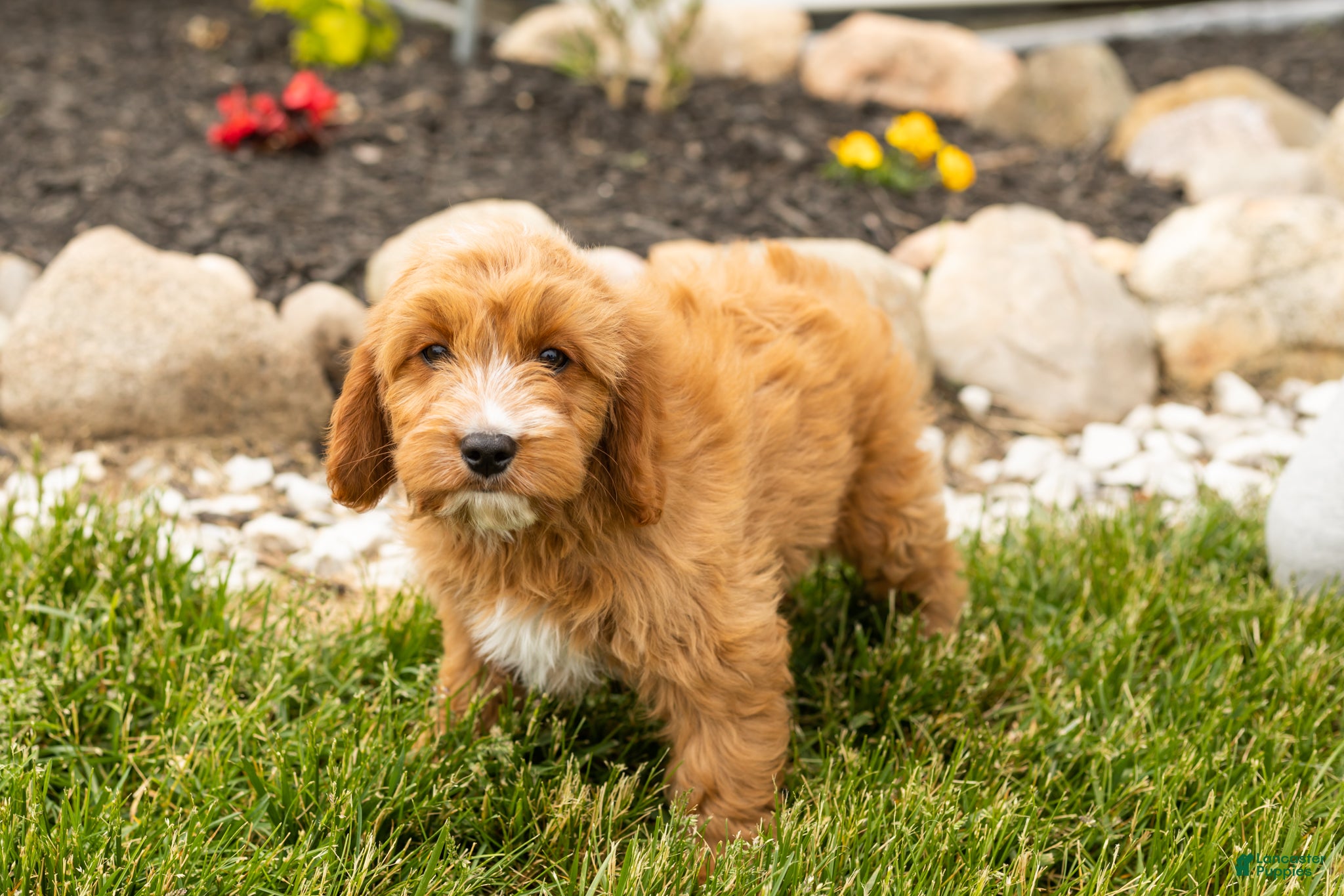Mixed Breed dogs Bentley  - Ad 32