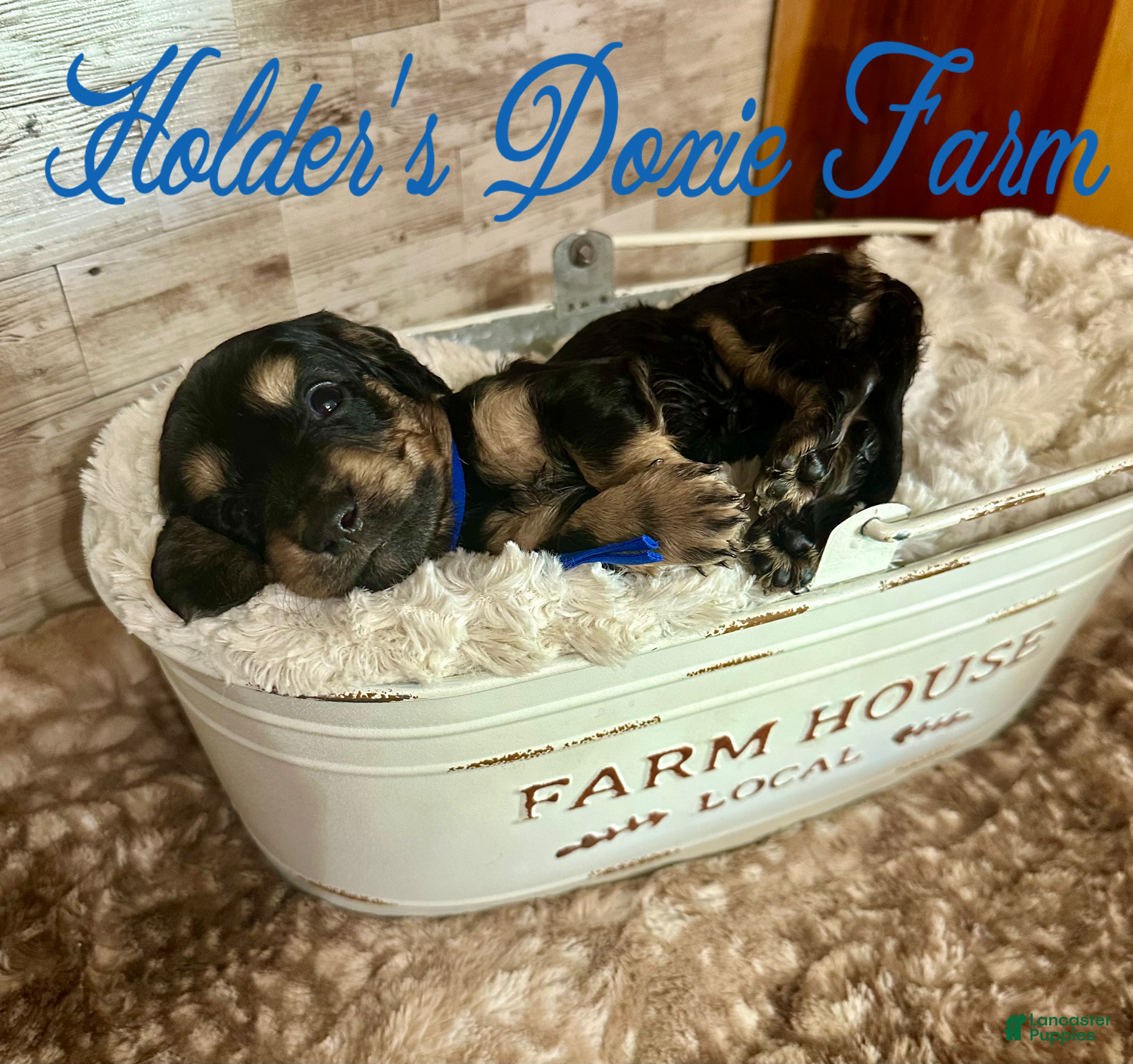 Miniature Dachshund dogs Grumpy - Ad 27