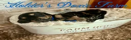Miniature Dachshund dogs for sale: Grumpy - Ad 1