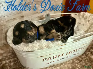 Miniature Dachshund dogs Grumpy - Ad 42