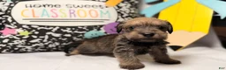 Mixed Breed dogs for sale: Sheriff  - Ad 3