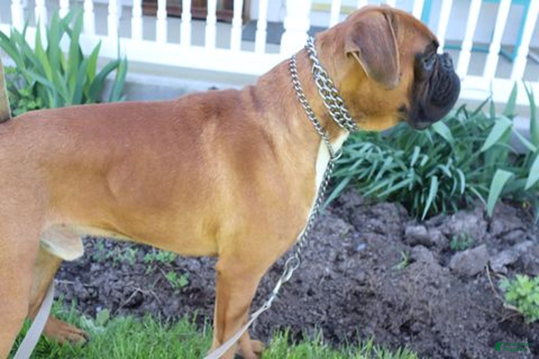 Boxer dogs for sale: Cooper - Ad 3