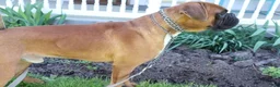 Boxer dogs for sale: Cooper - Ad 3