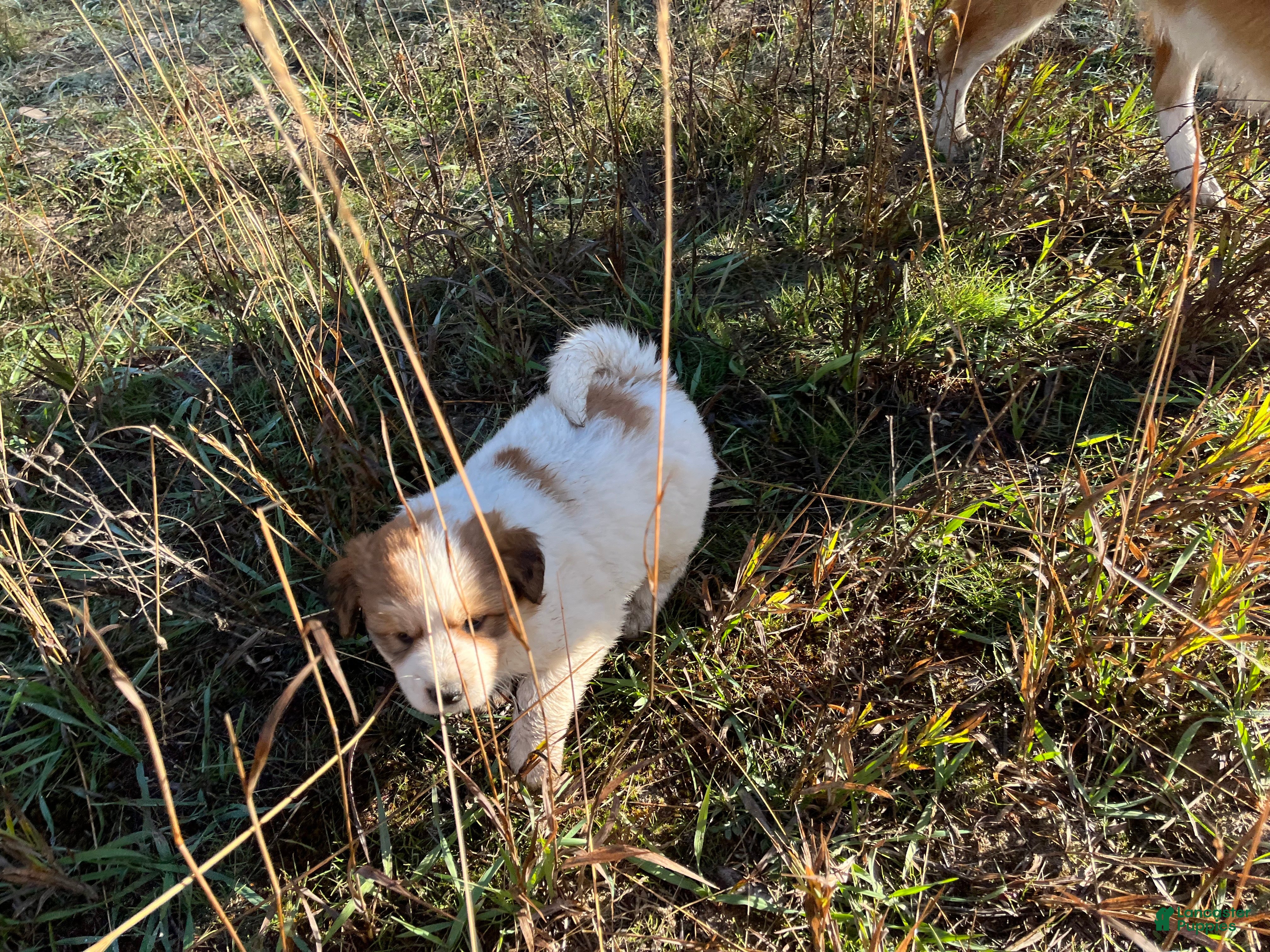 Mixed Breed dogs for sale: Stega - Ad 2