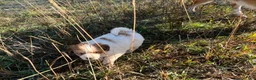 Mixed Breed dogs for sale: Stega - Ad 2