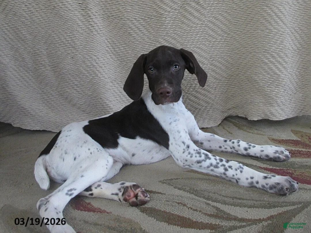 German Shorthaired Pointer dogs for sale: Virgil - Ad 1