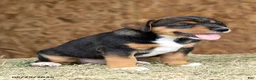 Mixed Breed dogs for sale: Cobalt - Ad 1