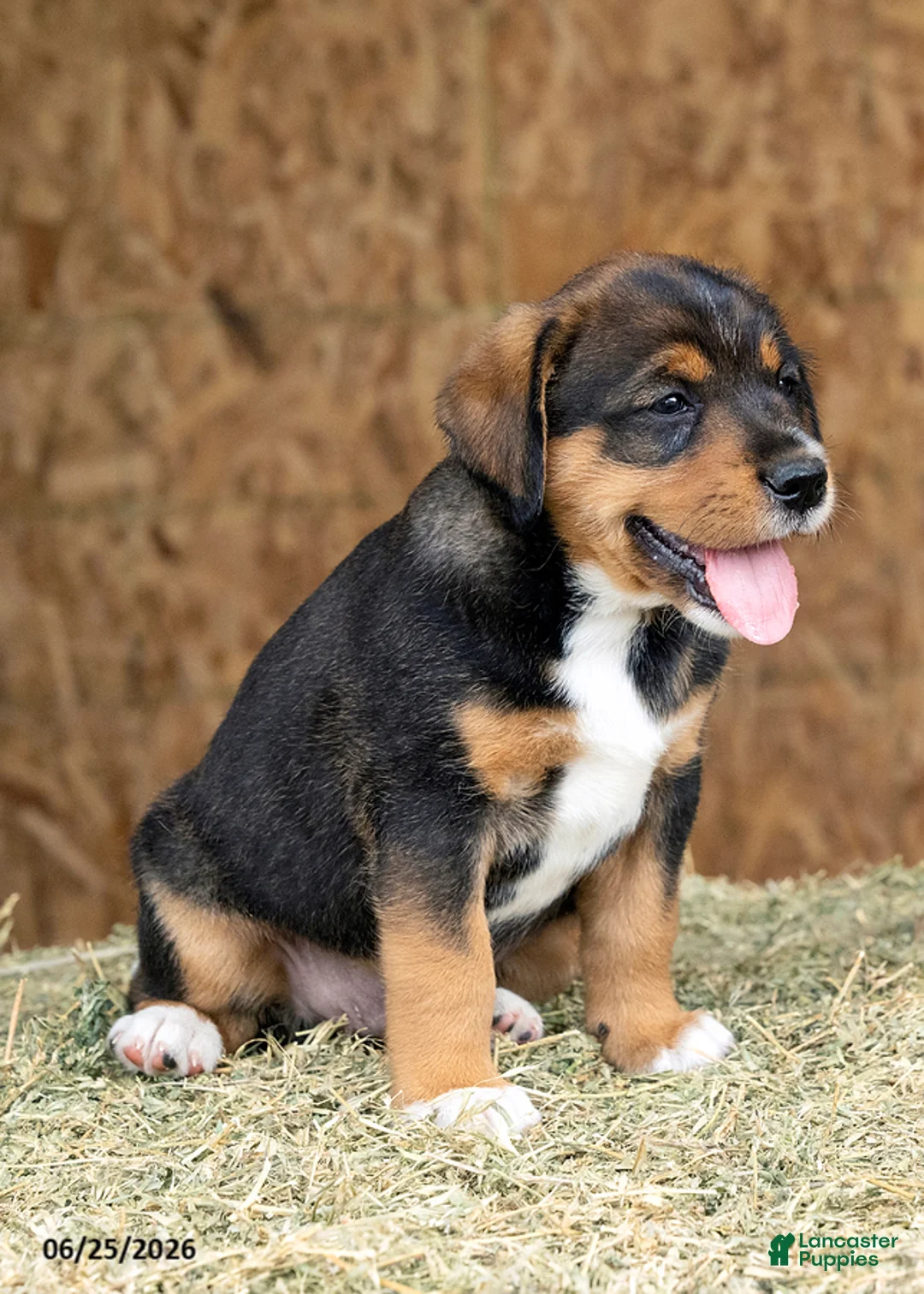 Mixed Breed dogs for sale: Cobalt - Ad 1