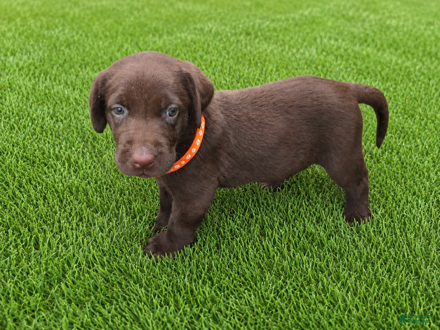 Labrador Retriever dogs Lucy - Ad 40