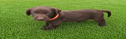 Labrador Retriever dogs for sale: Lucy - Ad 1