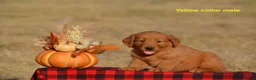 Golden Retriever dogs for sale: Kent - Ad 2