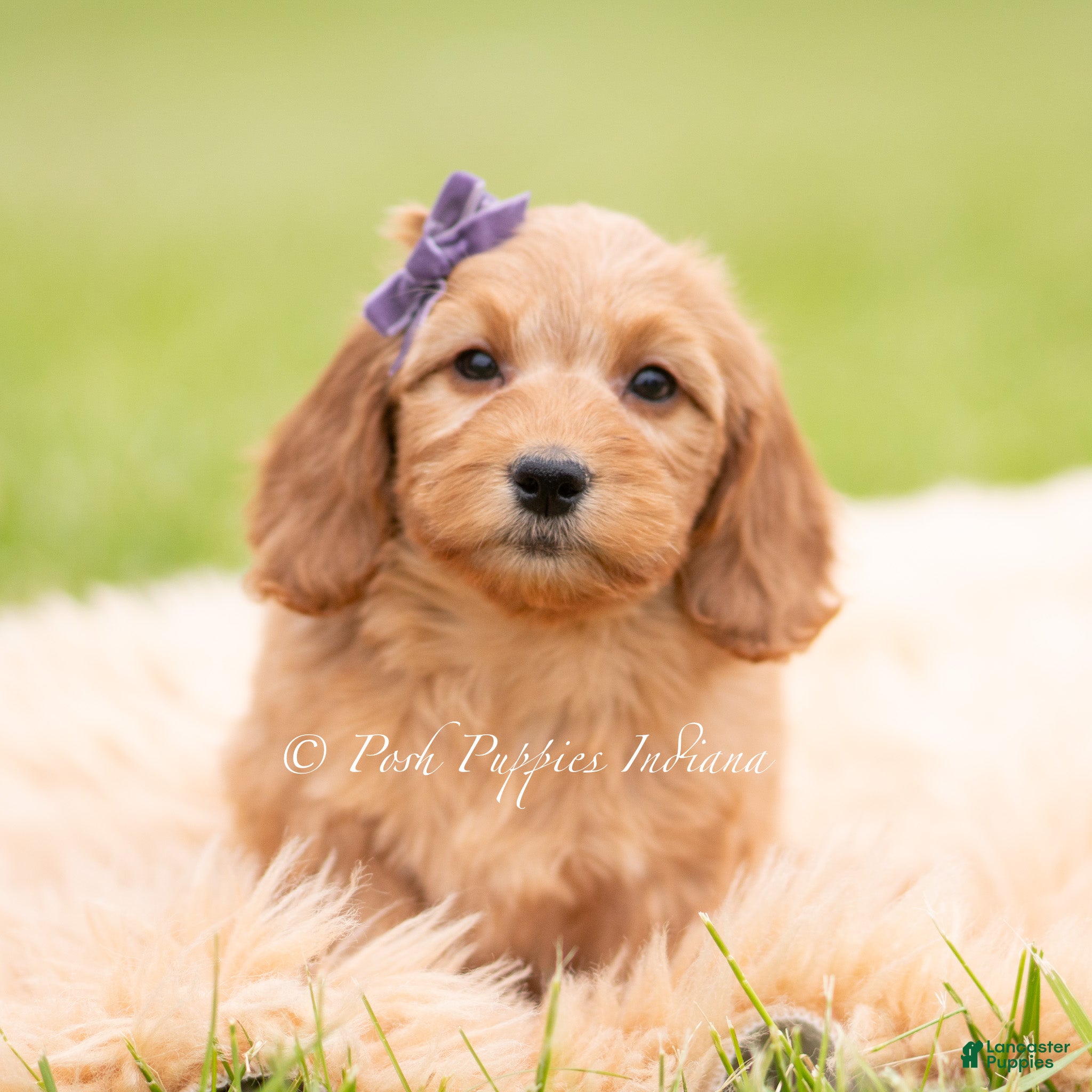 Mini Goldendoodle dogs Jellybean - Ad 7