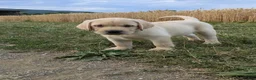 Labrador Retriever dogs for sale: Colby - Ad 3