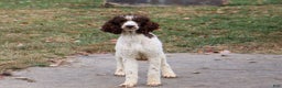 Sheepadoodle dogs for sale: Leo - Ad 6
