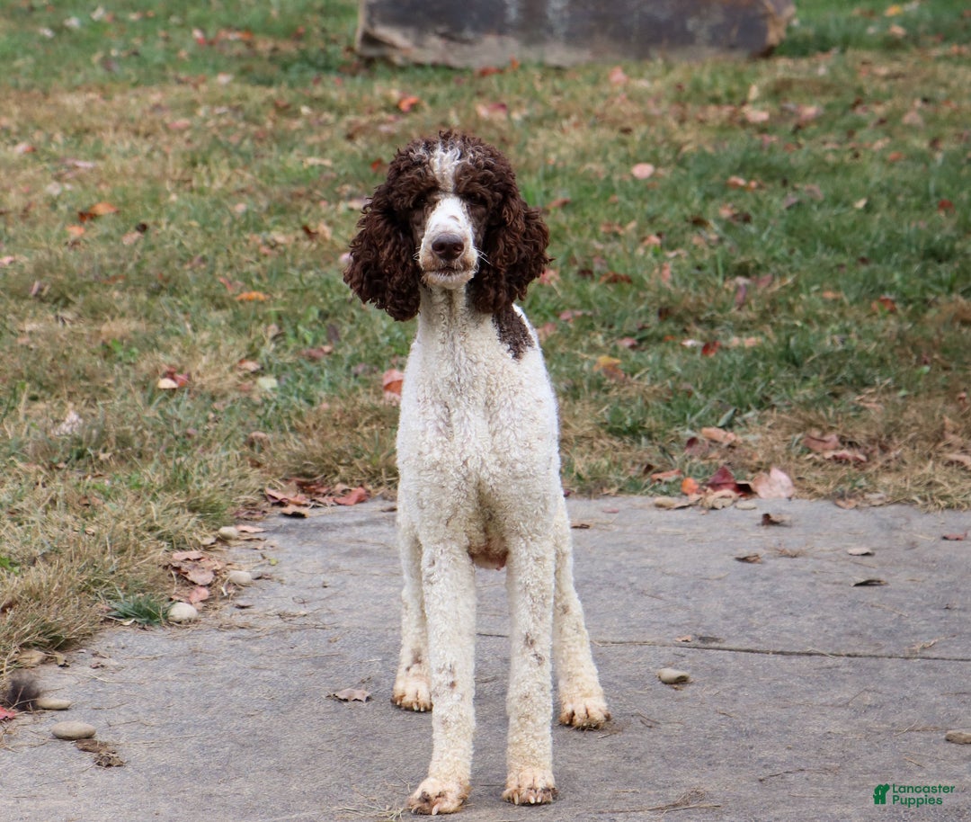 Sheepadoodle dogs for sale: Leo - Ad 6