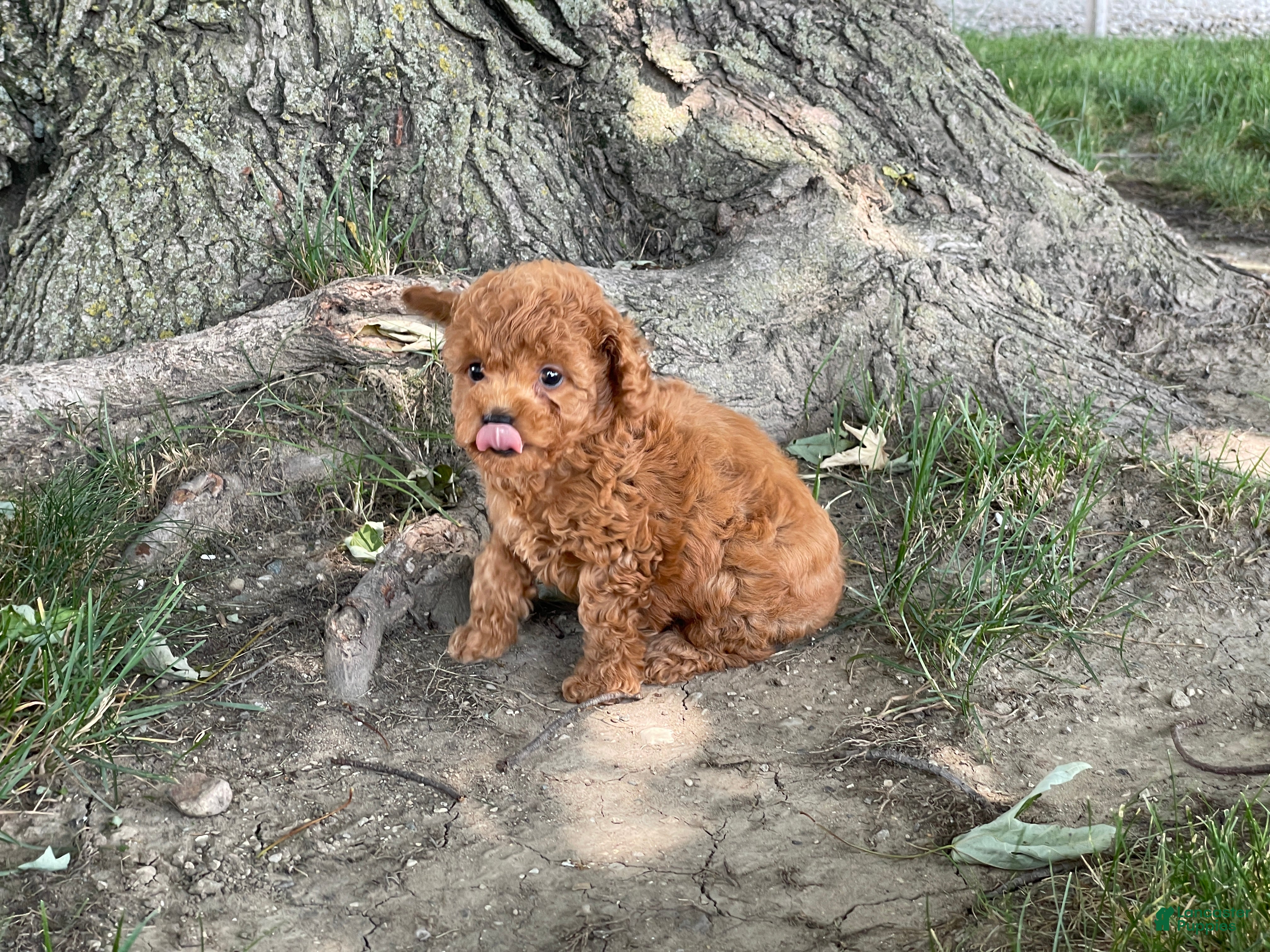 Mini Goldendoodle dogs Mandy Mini Goldendoodle  - Ad 2