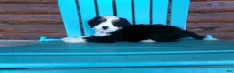 Mini Bernedoodle dogs for sale: Bertha - Ad 7