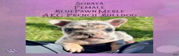 French Bulldog dogs for sale: Soraya, Female - Ad 8