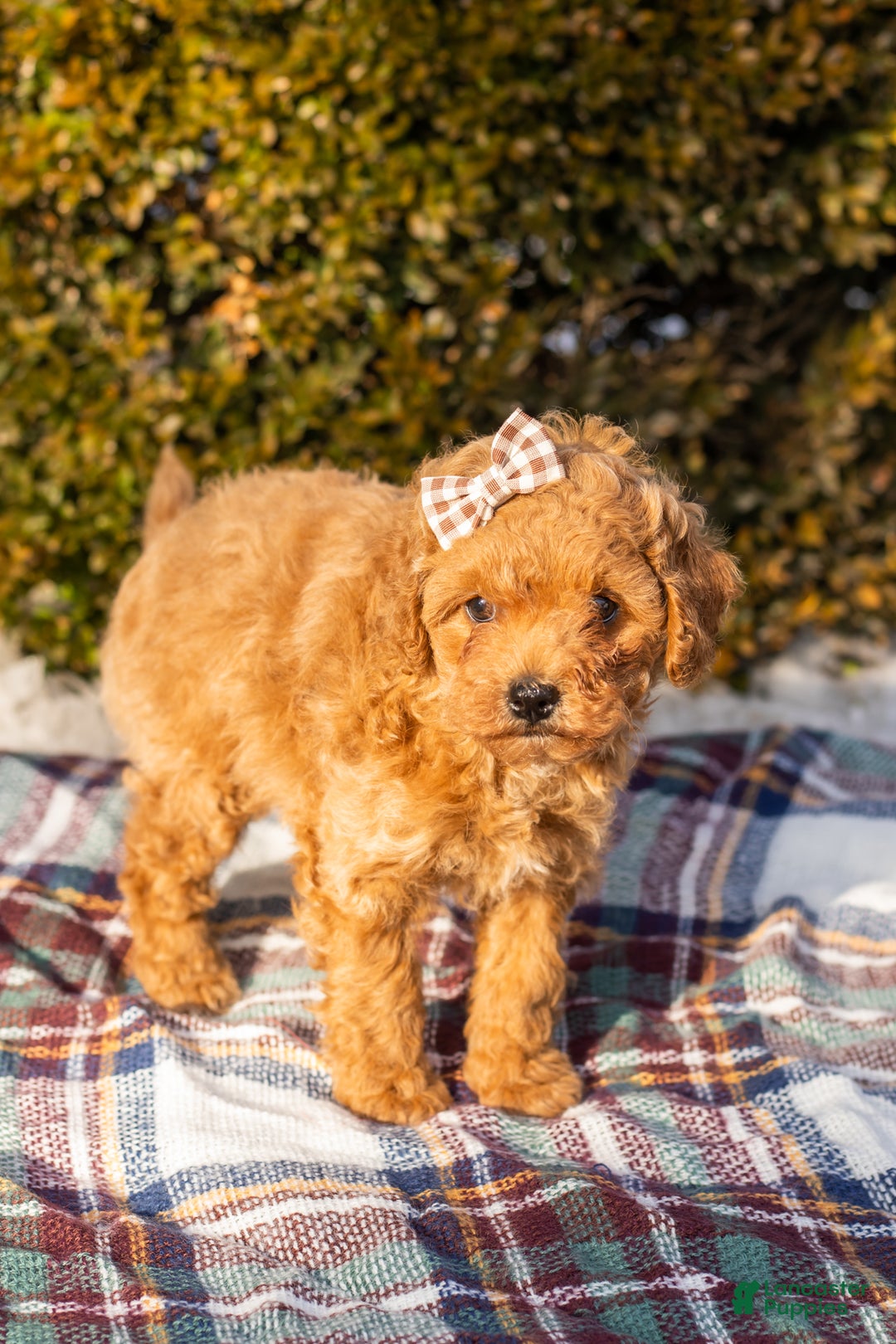 Miniature Labradoodle dogs for sale: Miniature Labradoodle Puppy 1 - Ad 5