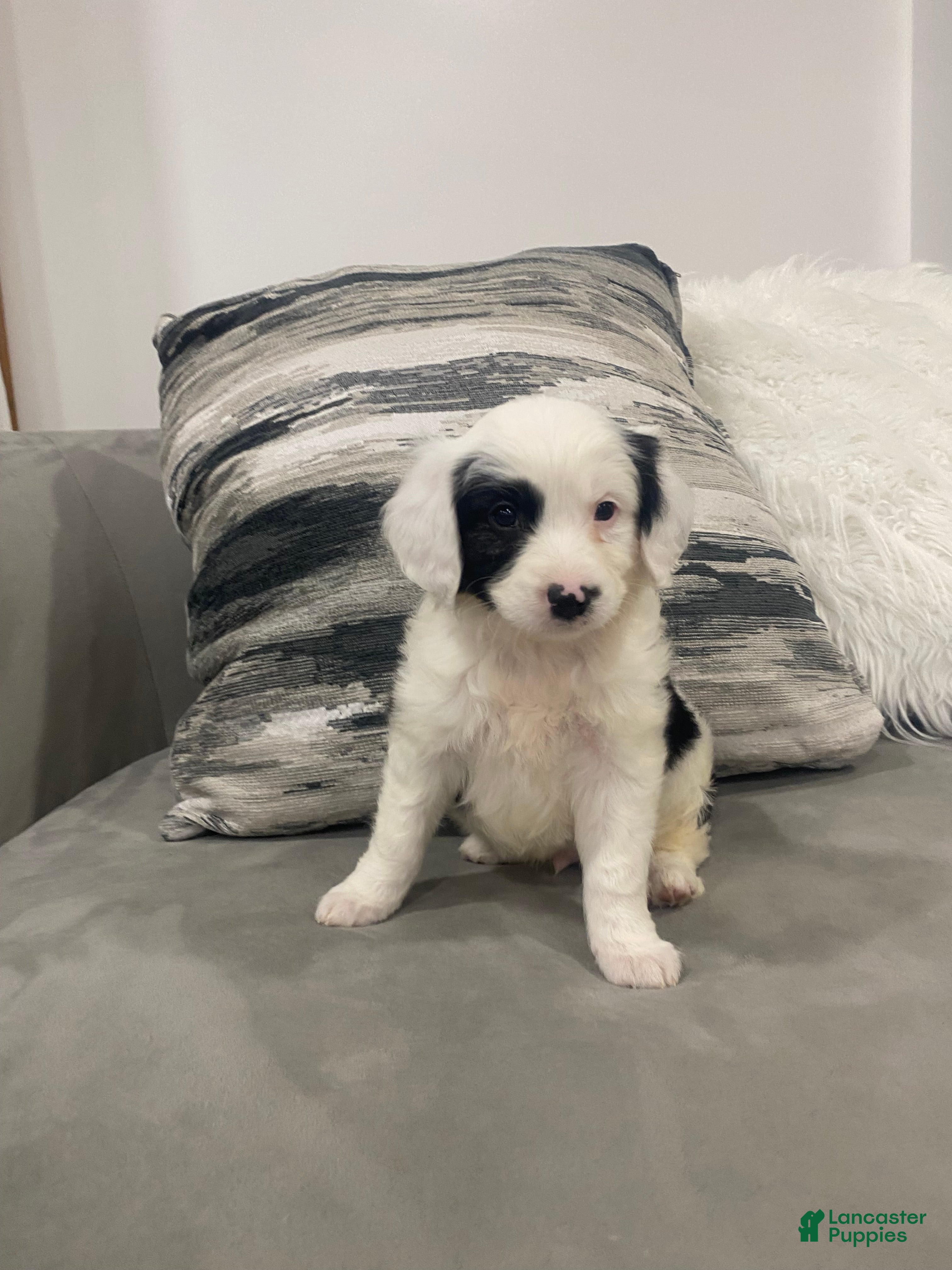 Mixed Breed dogs Buster - Ad 1