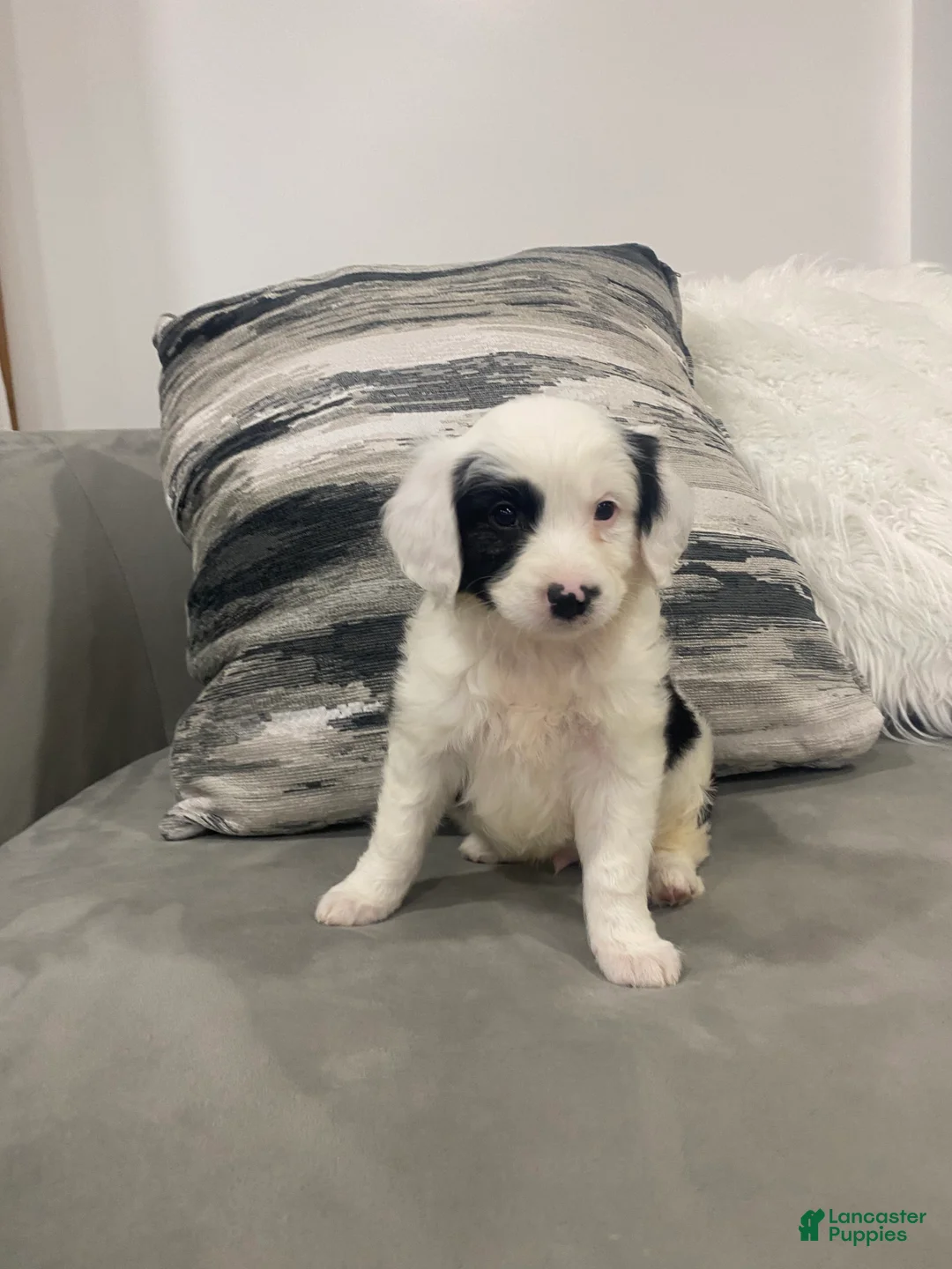 Mixed Breed dogs for sale: Buster - Ad 1