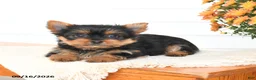 Yorkshire Terrier dogs for sale: Angel - Ad 3