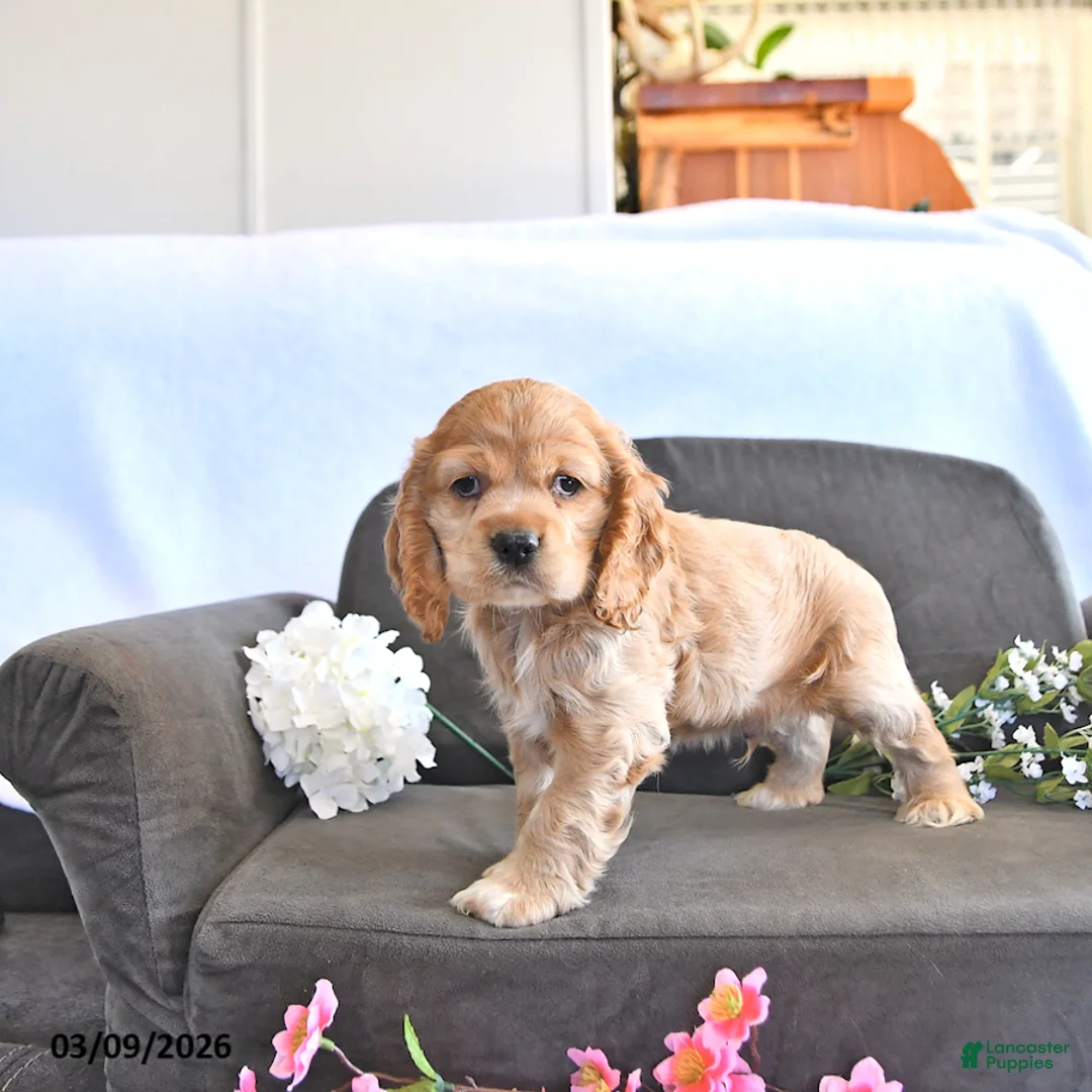 English Cocker Spaniel dogs for sale: Wylie - Ad 2