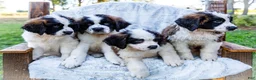 Saint Bernard dogs for sale: Cody - Ad 10