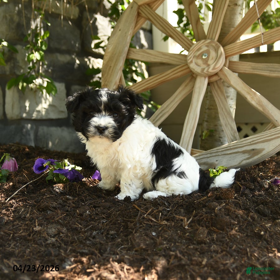 Havanese dogs Ferdinand - Ad 2