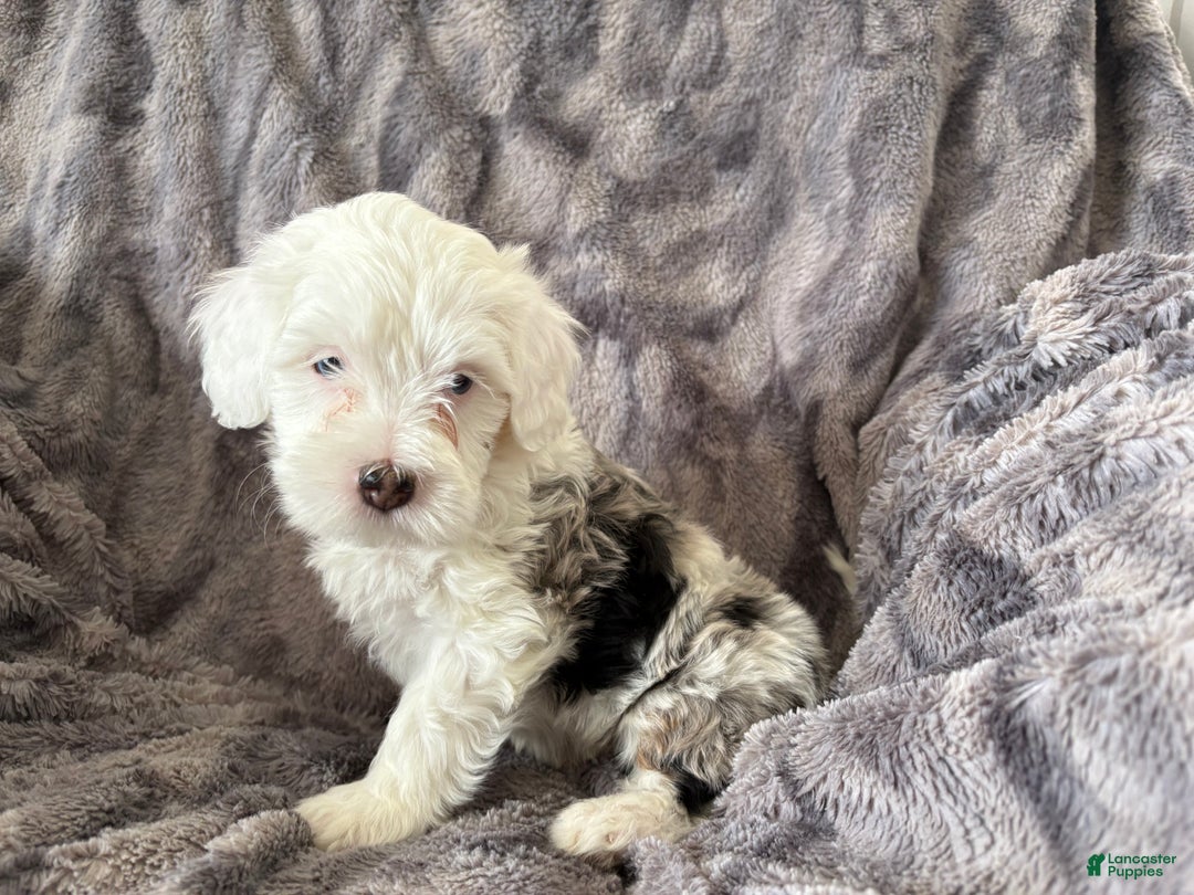Bernedoodle dogs for sale: Chipper - Ad 1