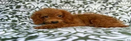 Cockapoo dogs for sale: Prince - Ad 4