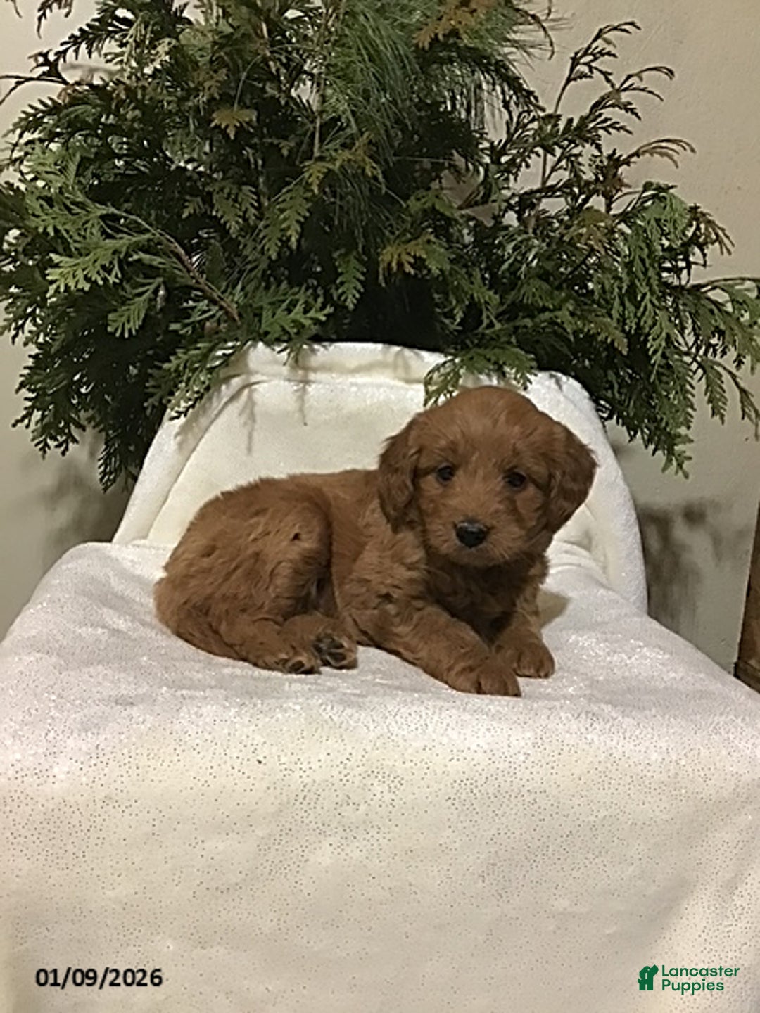 Mini Goldendoodle dogs for sale: Jenna - Ad 2
