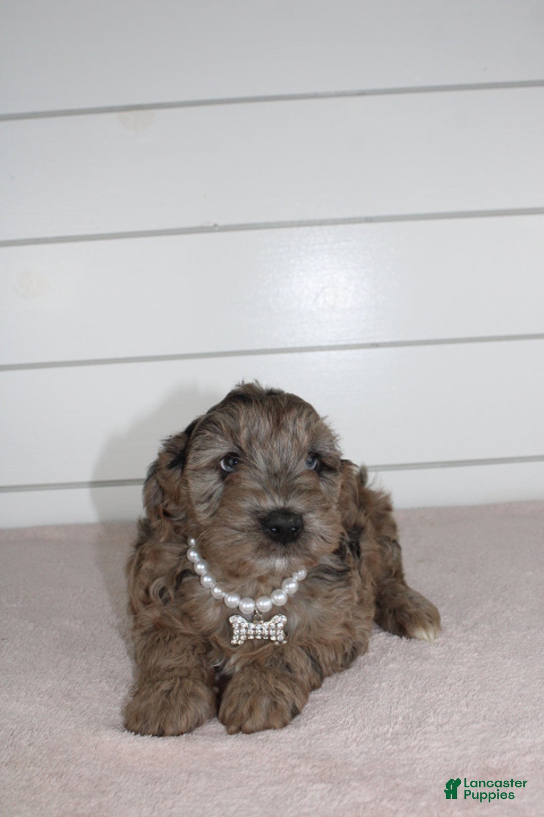 Yorkiepoo dogs for sale: FELIX - Ad 5