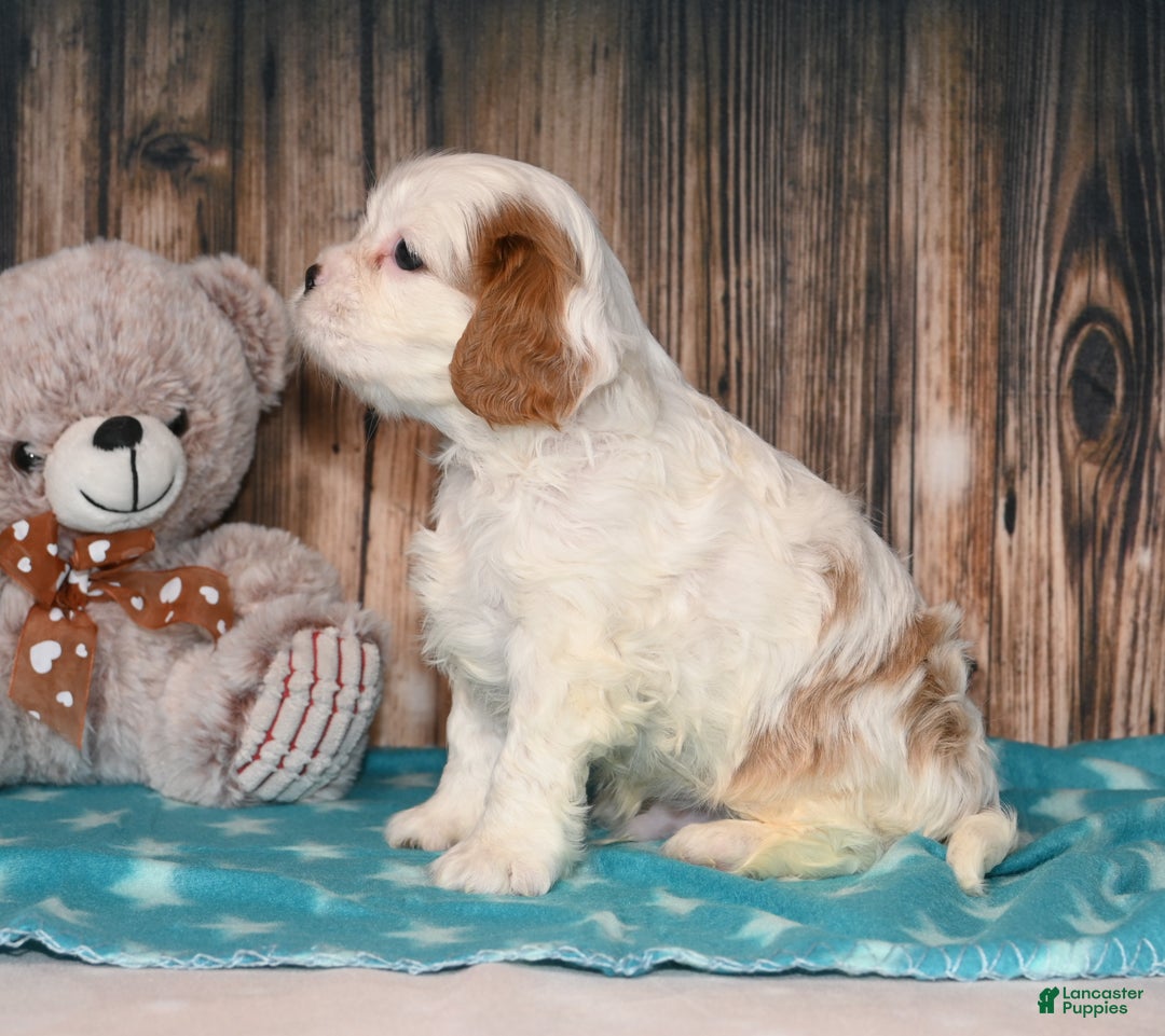 Cavalier King Charles Spaniel dogs for sale: Gizmo  - Ad 13