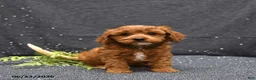 Cavapoo dogs for sale: Levi - Ad 1