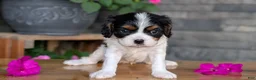 Cavalier King Charles Spaniel dogs for sale: Lance - Ad 6