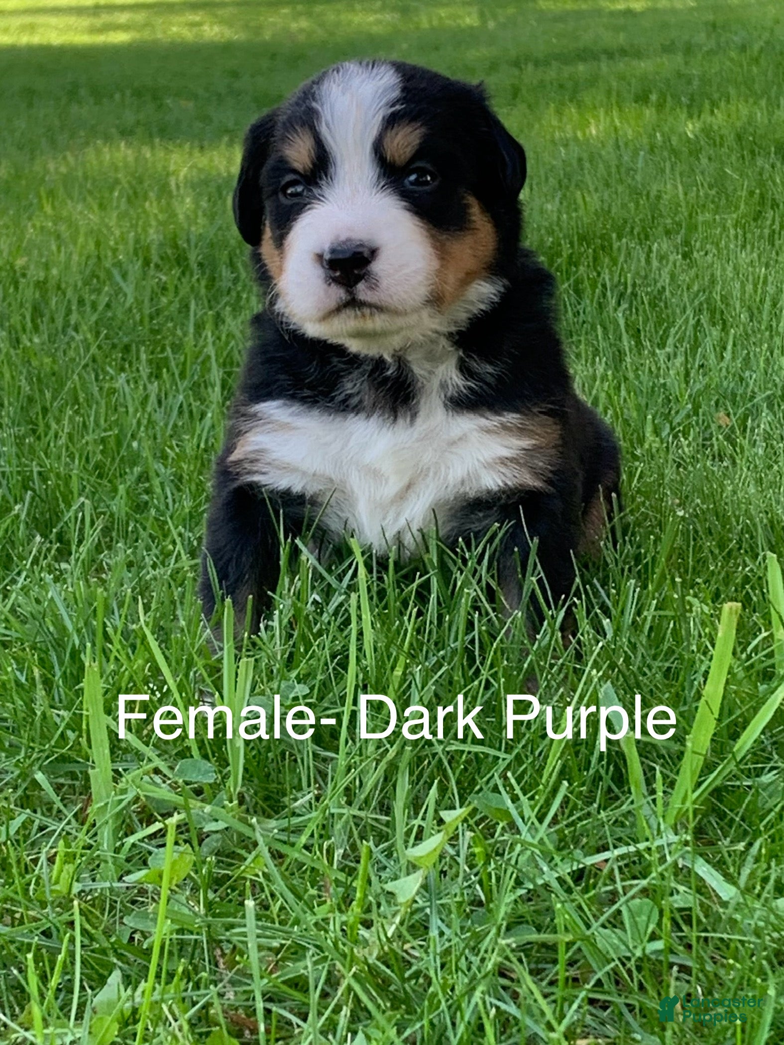 Bernese Mountain Dog dogs Bernese Mountain Dog -Dark Purple Collar - Ad 1