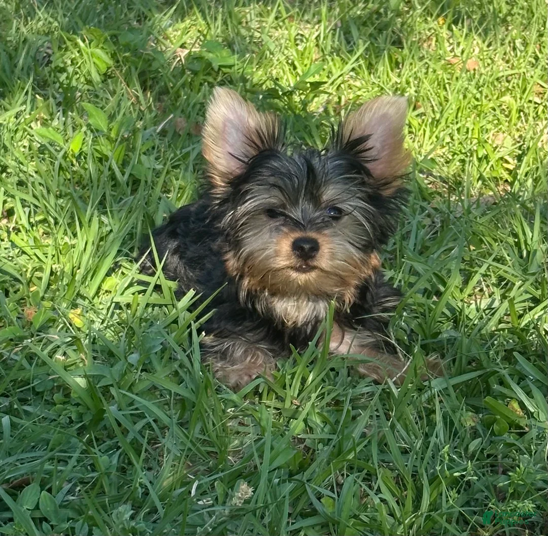 Yorkshire Terrier dogs for sale: Yorkshire Terrier Puppy 1 - Ad 2