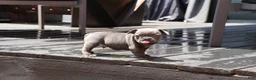 French Bulldog dogs for sale: Bentley Blue - Ad 10