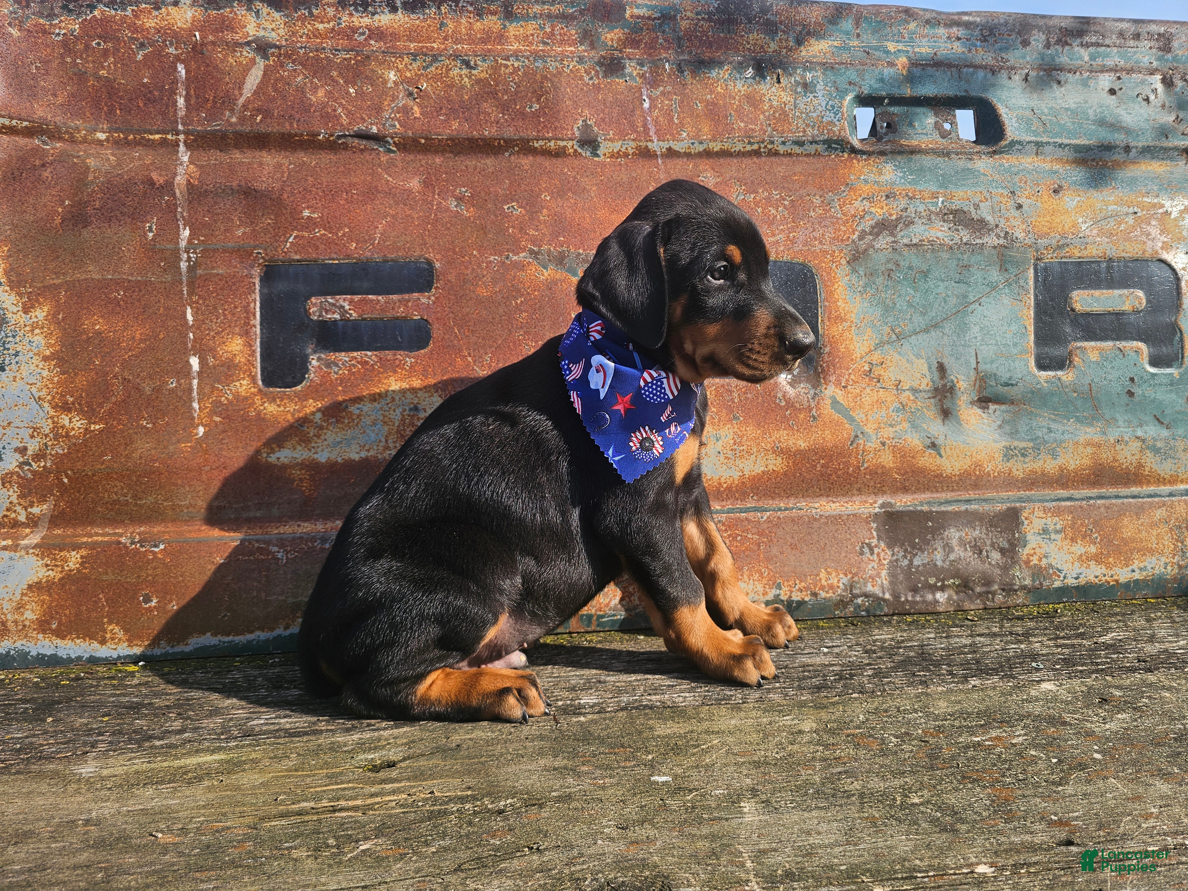 Doberman Pinscher dogs No Collar Boy - Ad 1