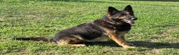 German Shepherd dogs for sale: German Shepherd Puppy 3 - Ad 4